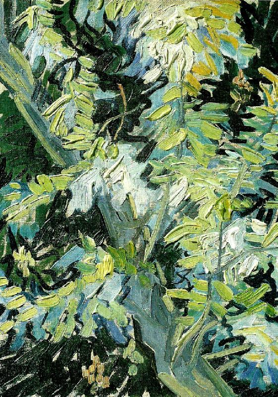 Vincent Van Gogh blommande akaciagrenar china oil painting image